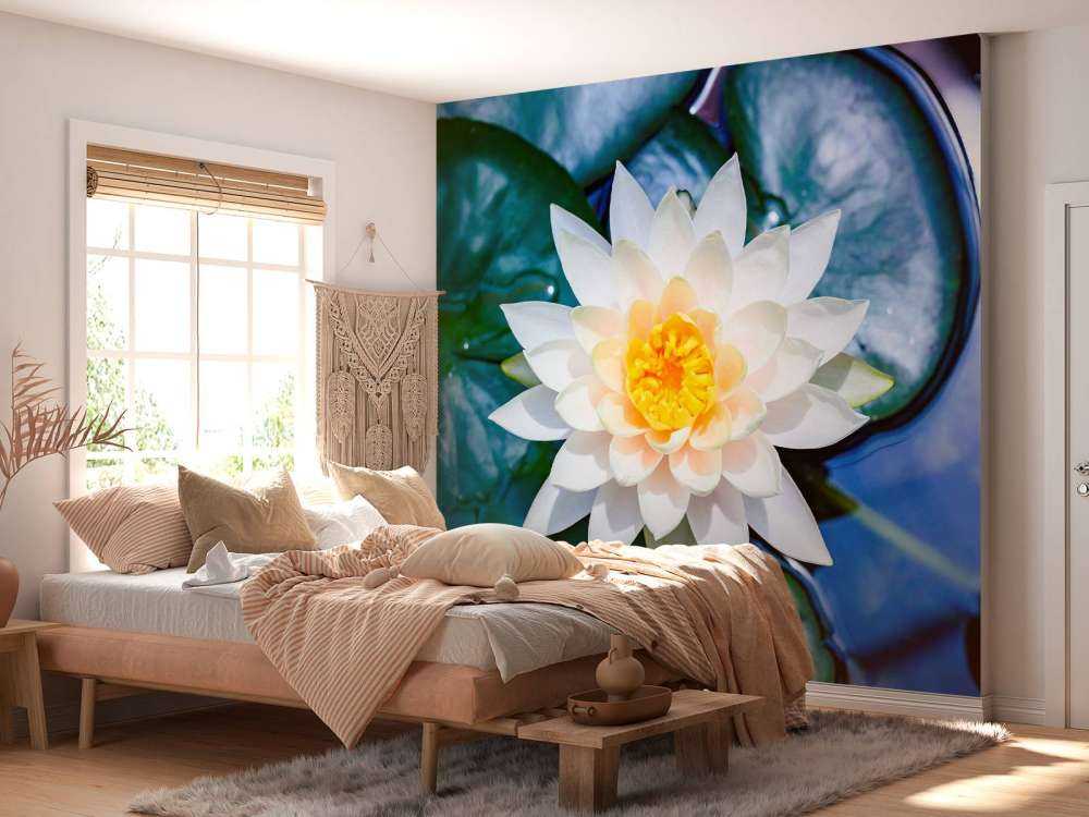 Witte lotusbloem met gele kern