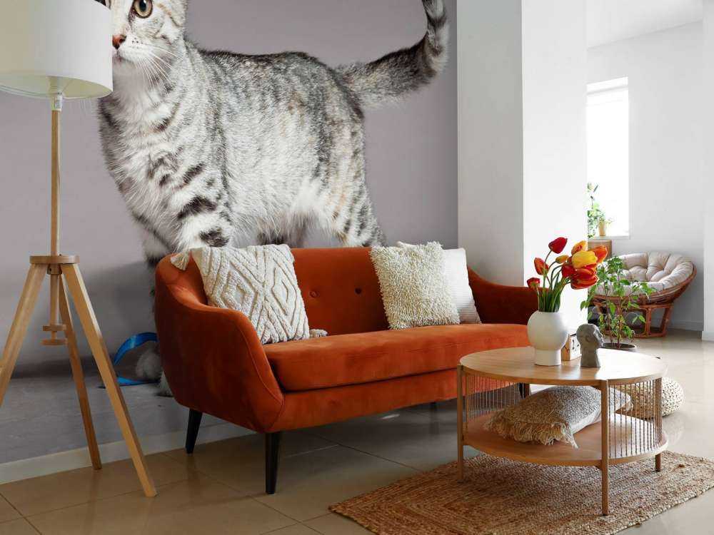 Schattig lichtkleurig katje