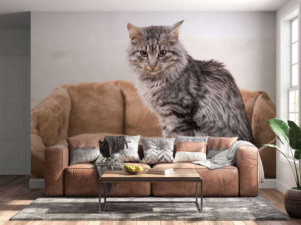 Grijze kat zit in een mand