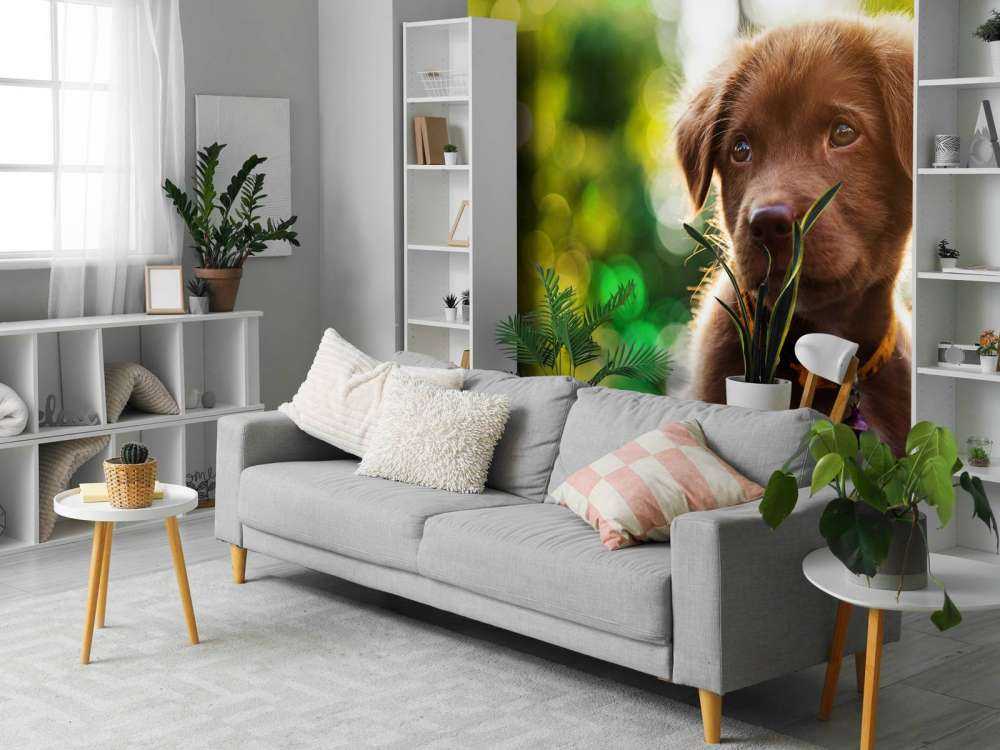 Bruine labrador met een wazige achtergrond