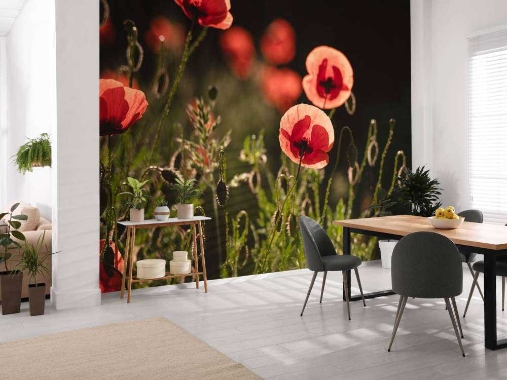 Dansende Klaprozen in Zonlicht