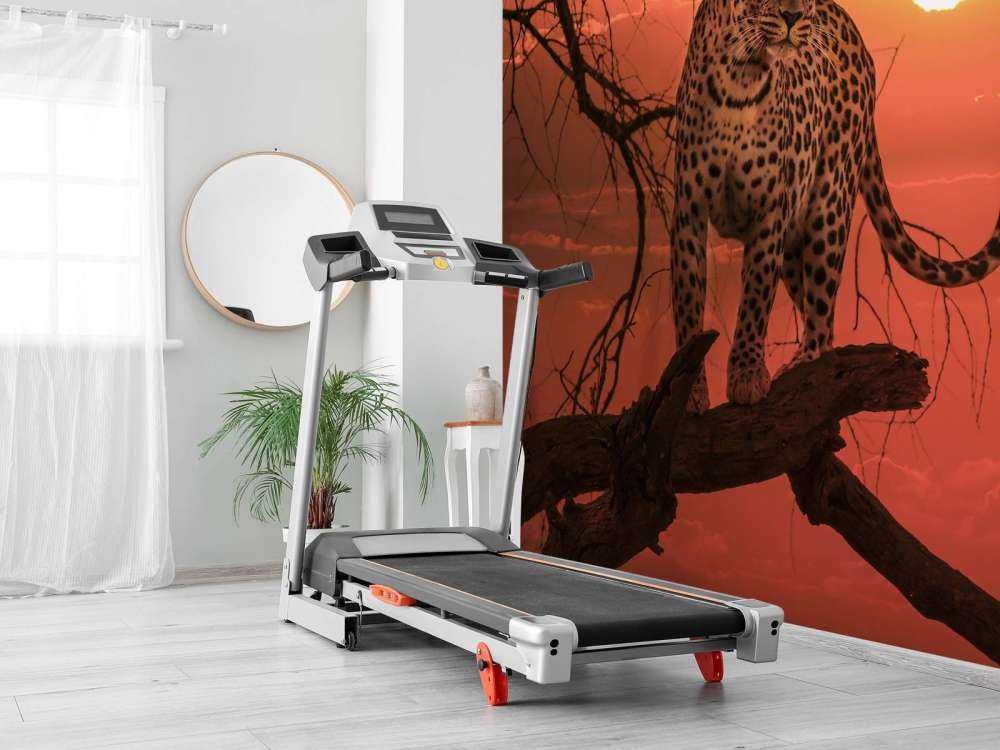 Luipaard met ondergaande zon