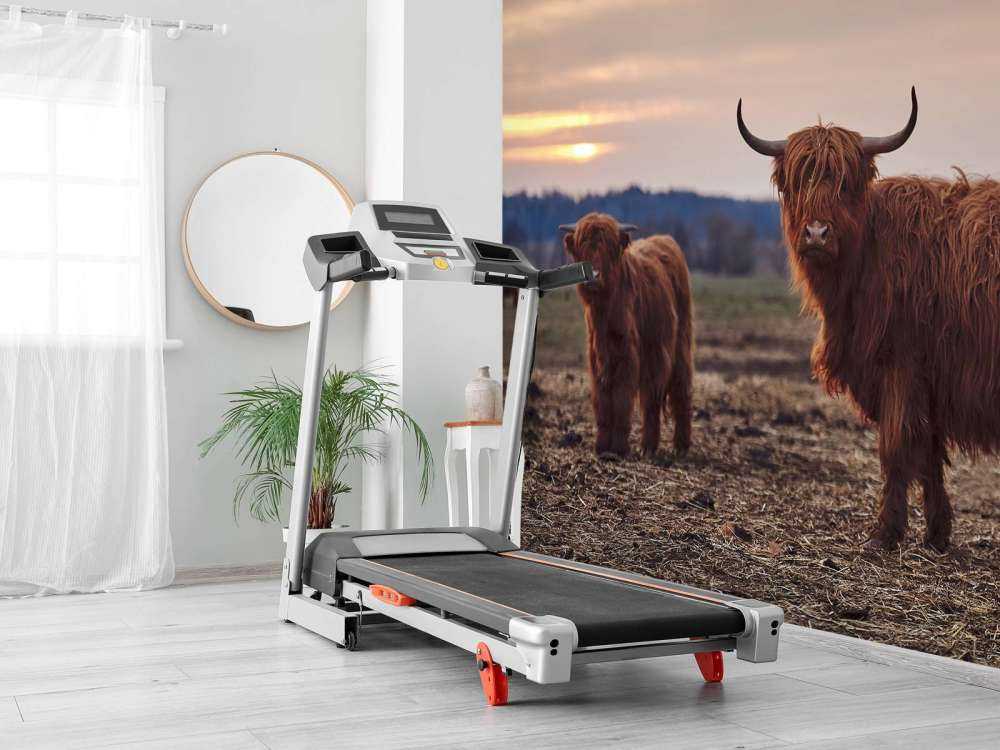 Schotse hooglanders in het weiland