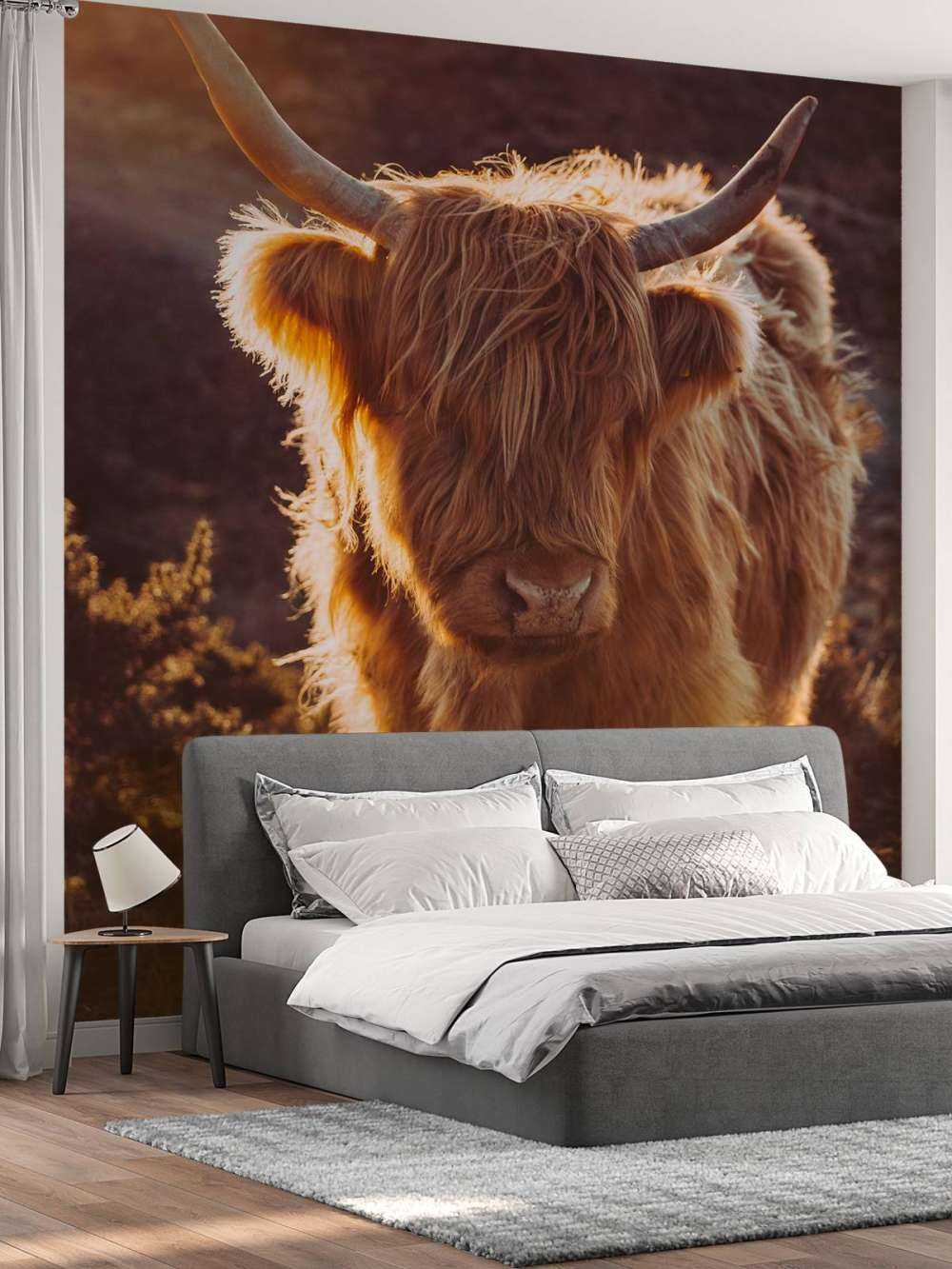 Schotse hooglander in de zon