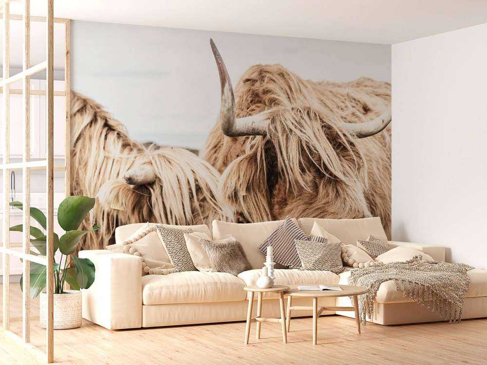 Twee Schotse hooglanders