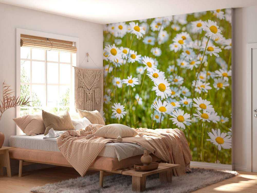 Madeliefjes in een veld