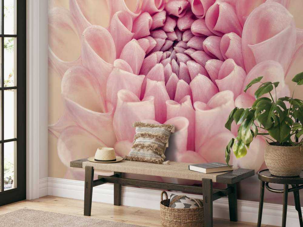 Dahlia close-up foto