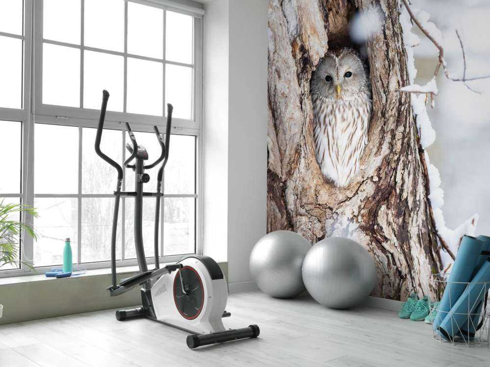 Witte uil in een holle boom