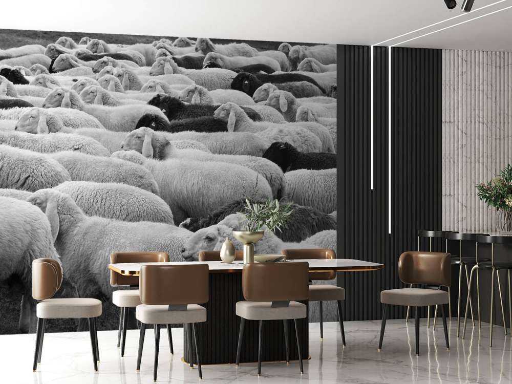 Zwart en witte schapen