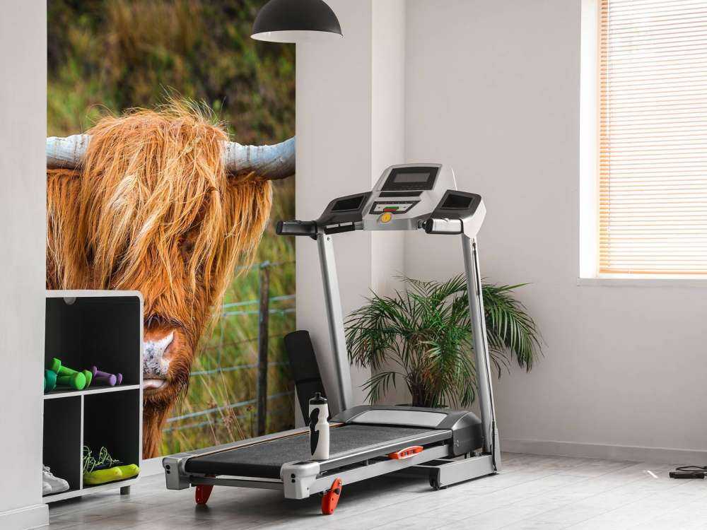 Schotse Hooglander in het veld