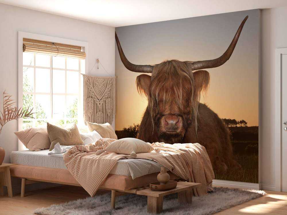 Schotse Hooglander in het gras bij zonsondergang