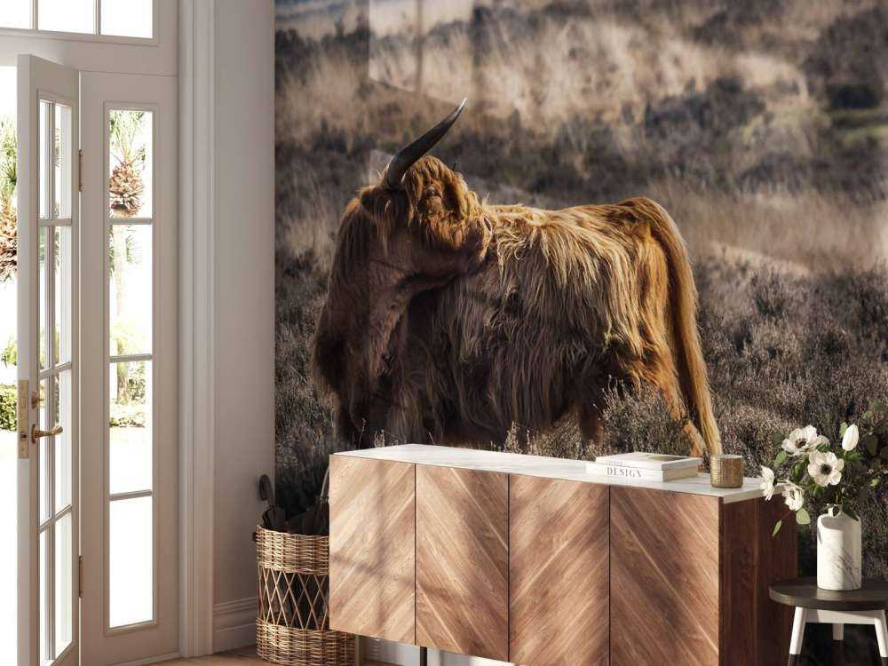 Schotse Hooglander in het wild