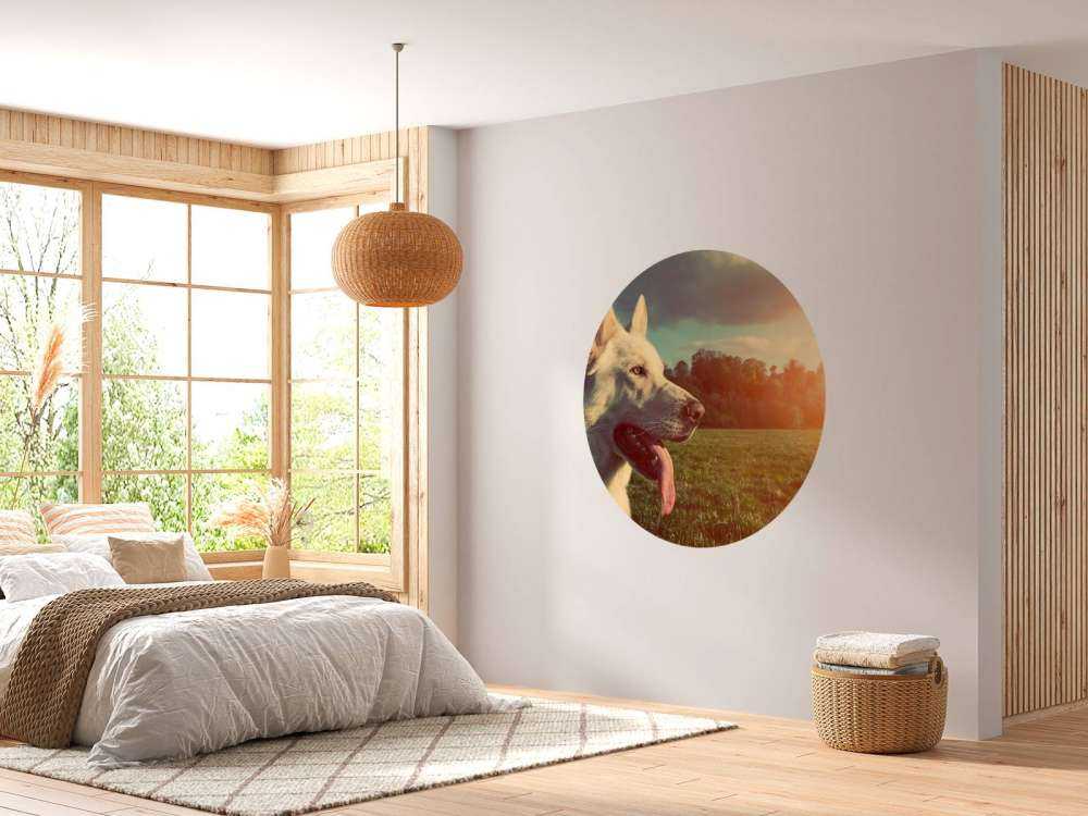 Grote witte hond bij zonsondergang