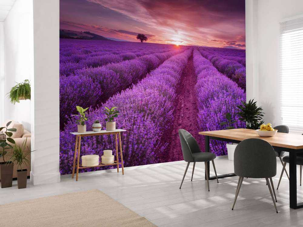 Veld met Lavendel en zon