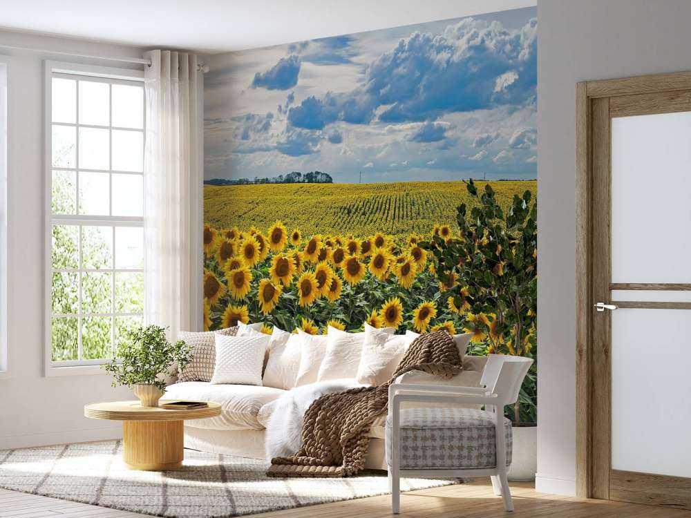 Weiland vol zonnebloemen