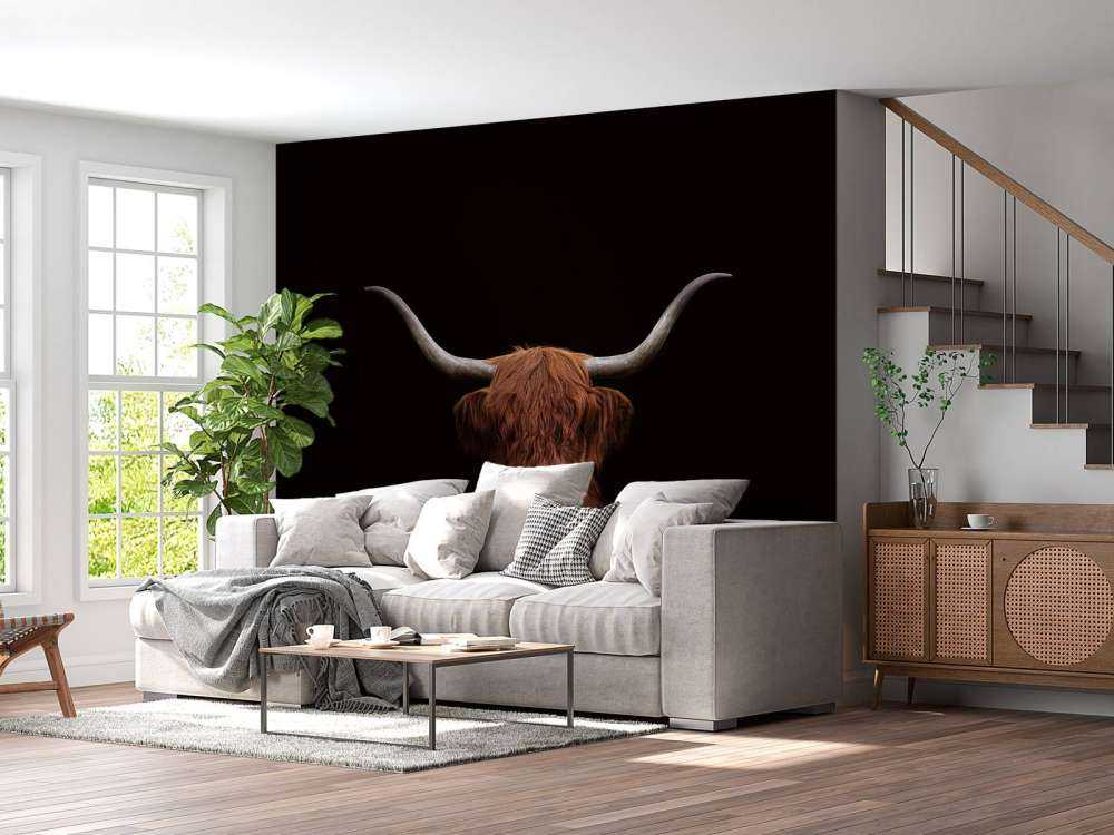 Schotse hooglander op donkere achtergrond