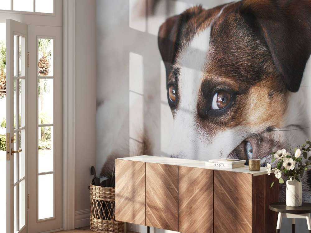 Hond en kat