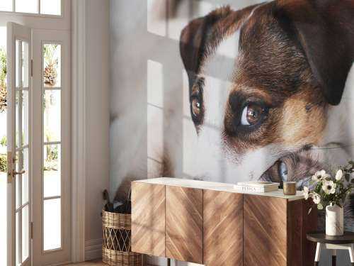 Hond en kat