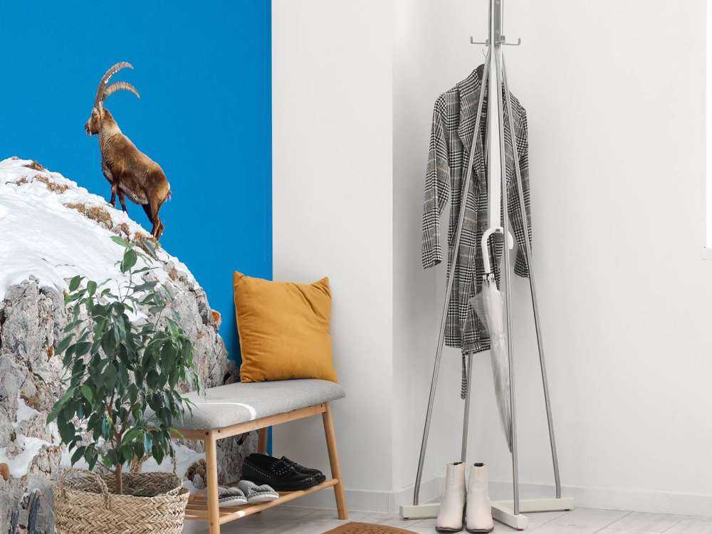 Steenbok op besneeuwde rotspiek