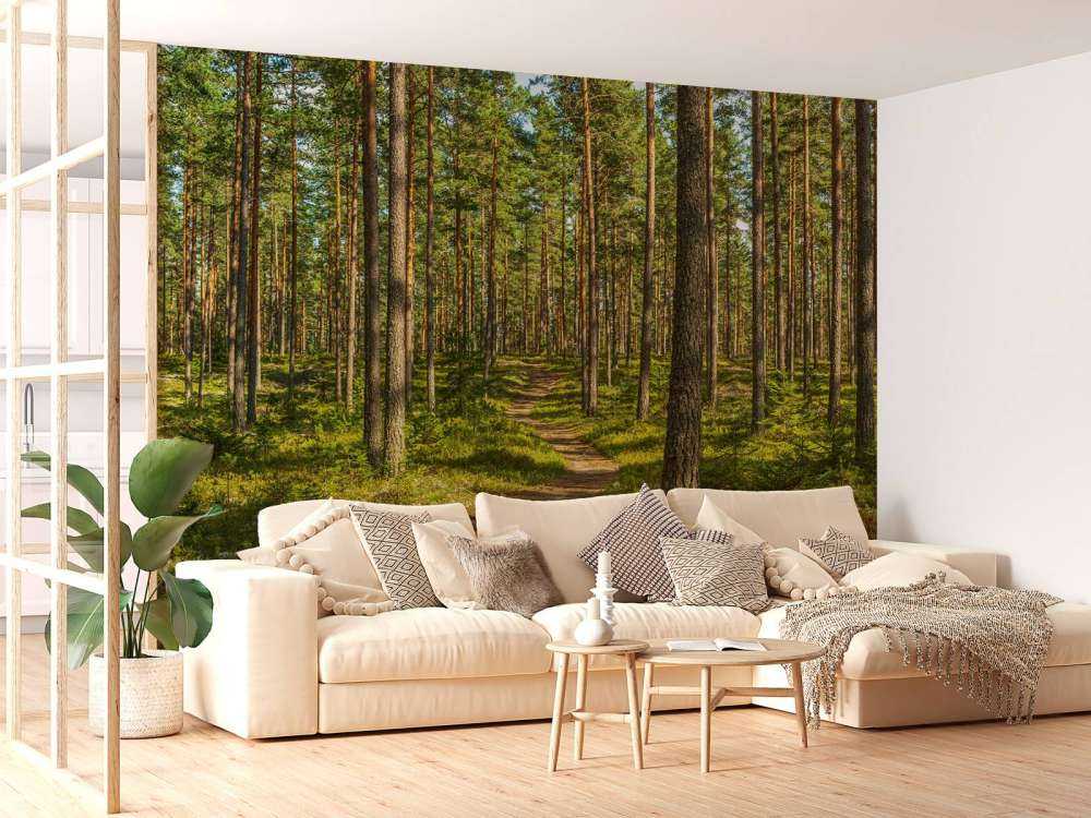 Wandelpad in dennenbos