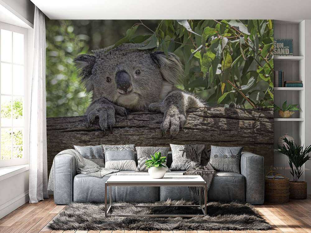 Schattige koala