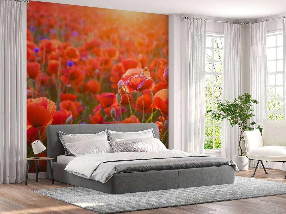 Klaprozen close-up bij zonsondergang