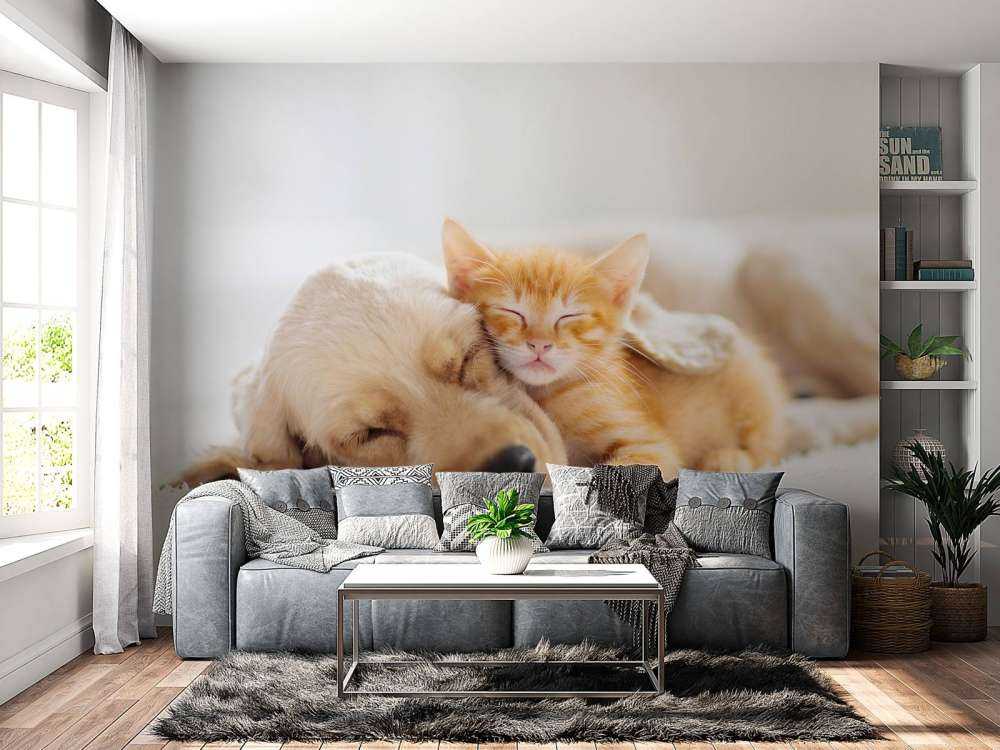 Hond en kat slapen knuffelend