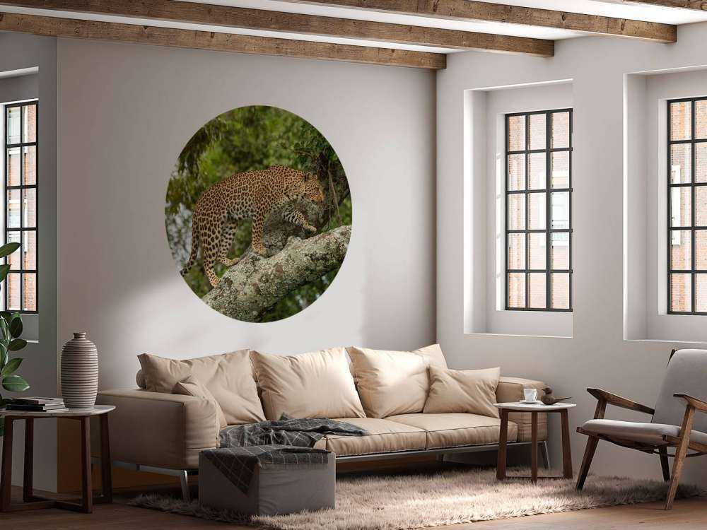 Luipaard klimt in een boom