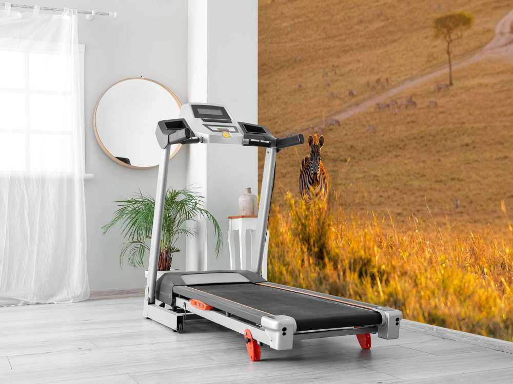 Zebra maakt een wandeling bij zonsondergang