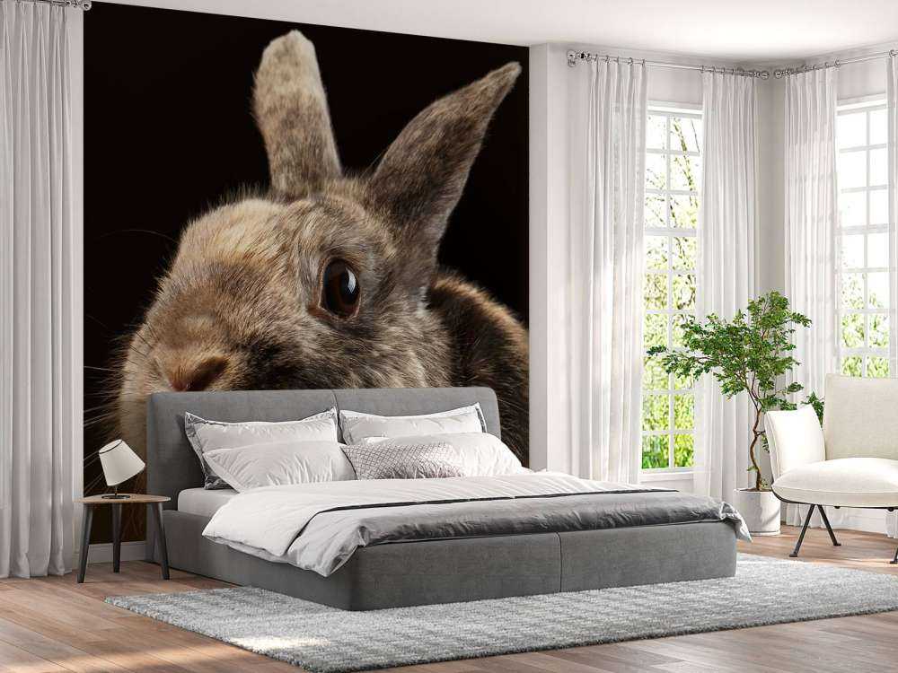 Konijn met een zwarte achtergrond