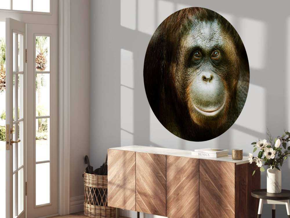 Orang-oetan met een zwarte achtergrond