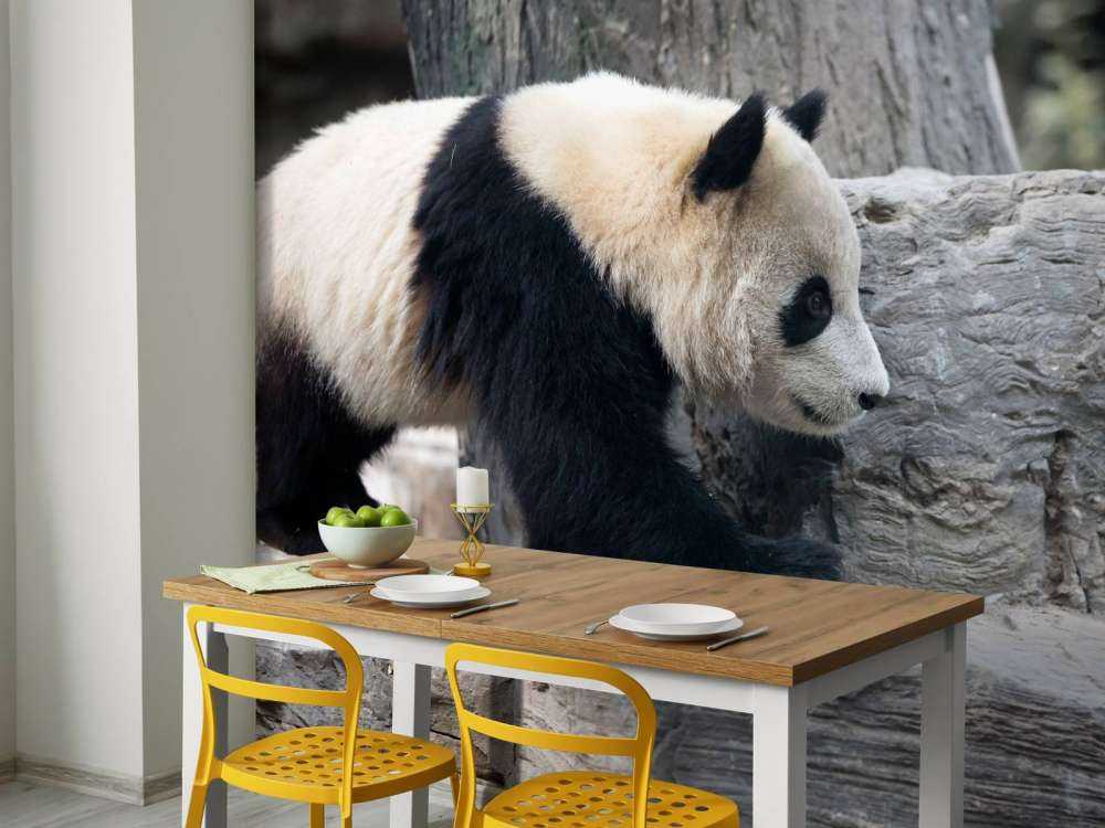 Panda in een dierentuin