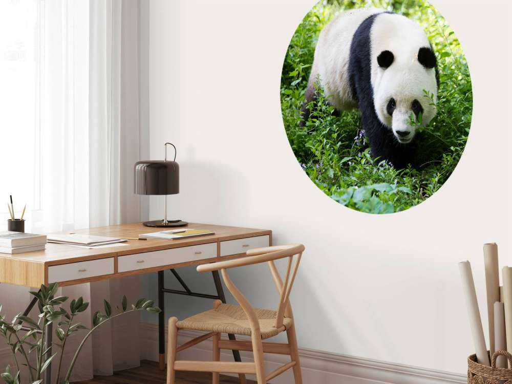 Panda in de natuur