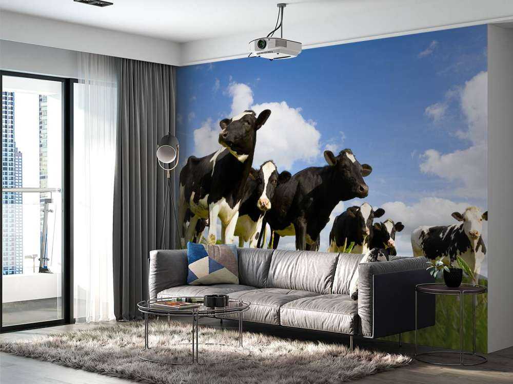 Holstein Koeien in de weide