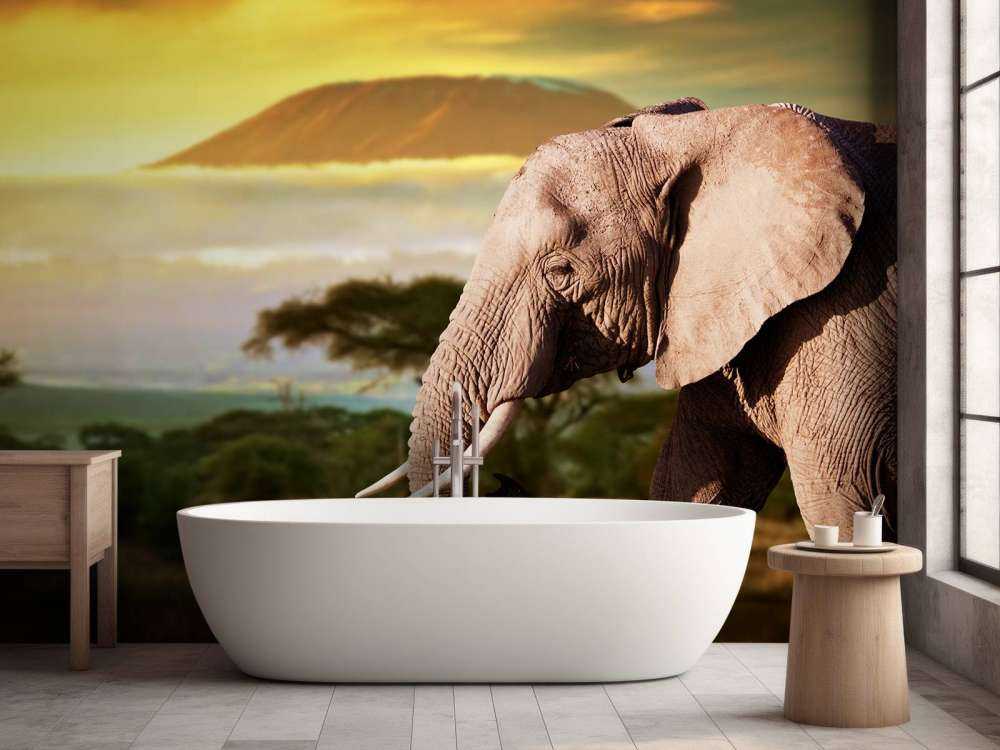 Olifant in een savanne landschap bij zonsondergang