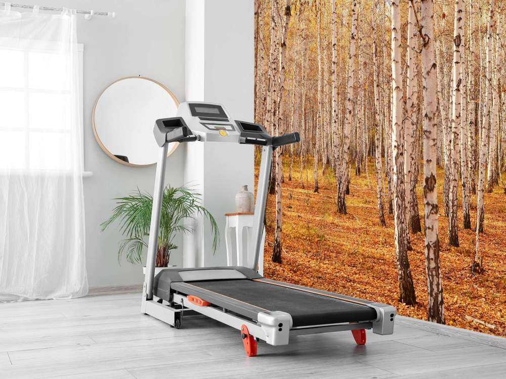 Berkenbomen in de Herfst