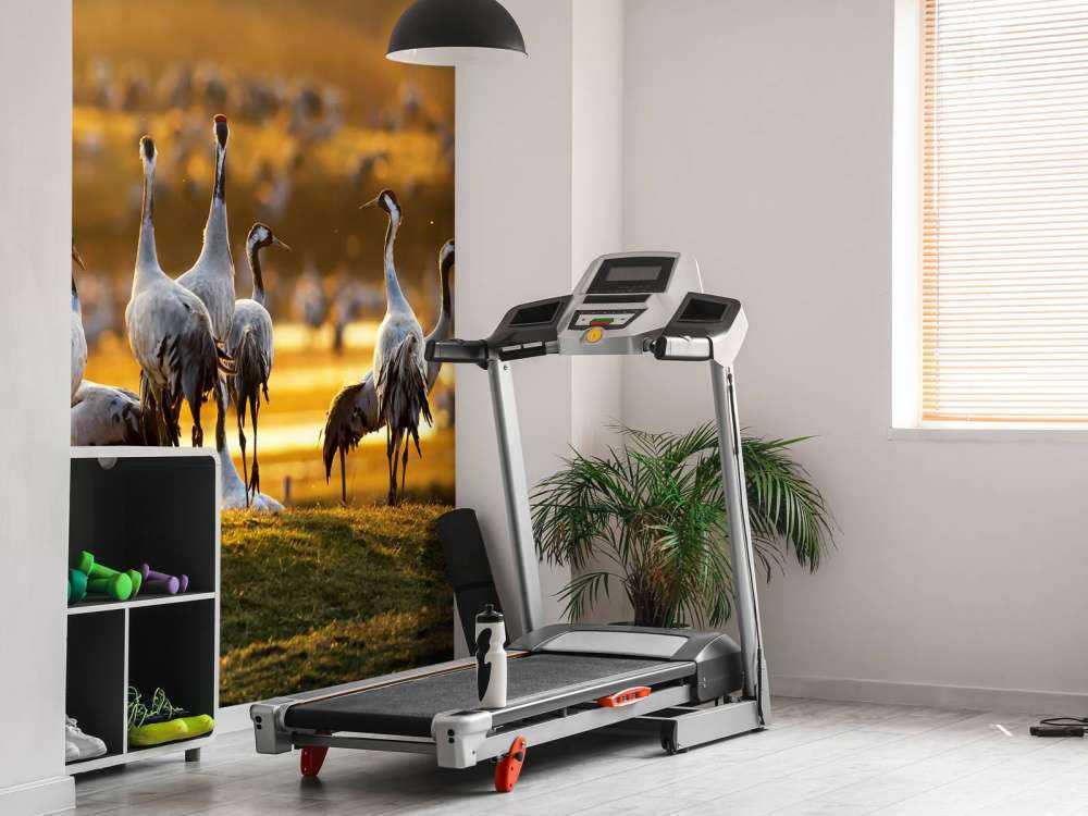 Kraanvogels in de ochtend