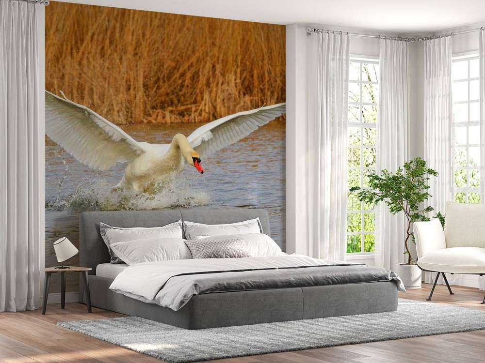 Witte zwaan vliegt weg