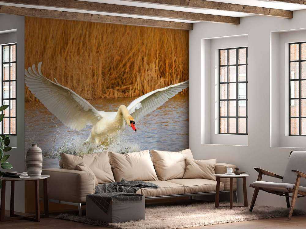 Witte zwaan vliegt weg