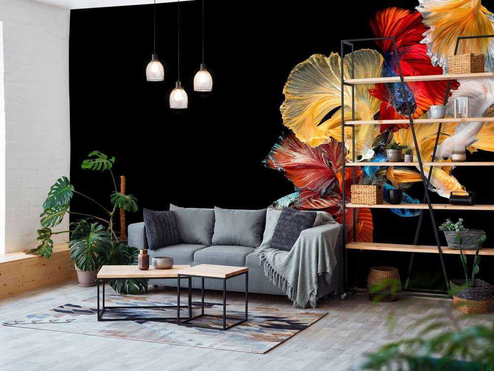 Betta vissen met een zwarte achtergrond