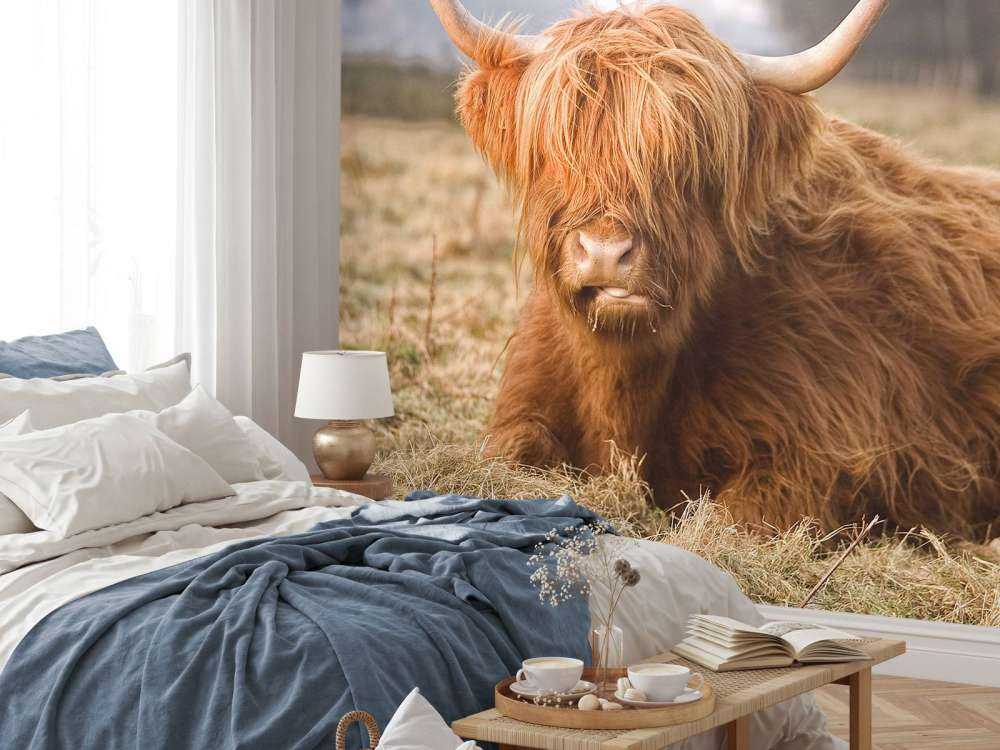 Liggende Hooglander in Wei