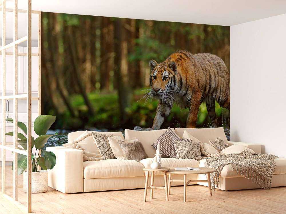 Tijger op een rivier