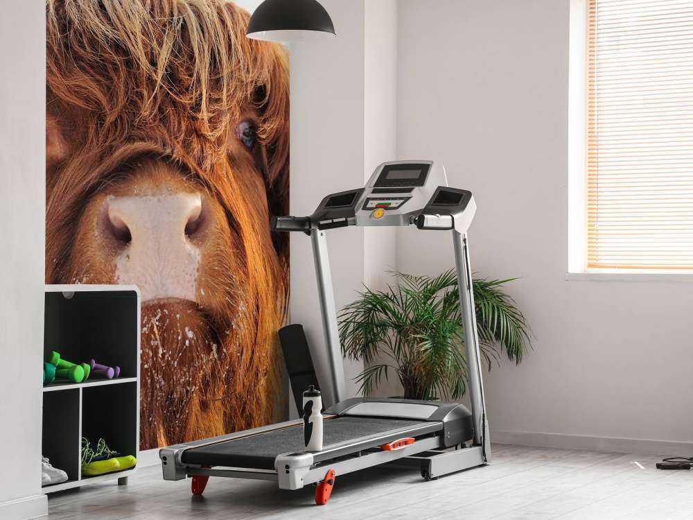 Grappige Portretfoto van Hooglander