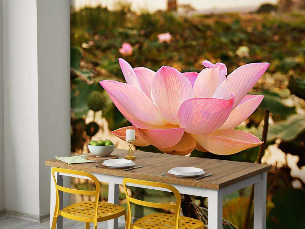 Roze lotusbloem