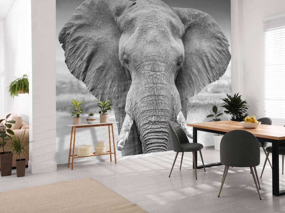 Olifant zwart-wit