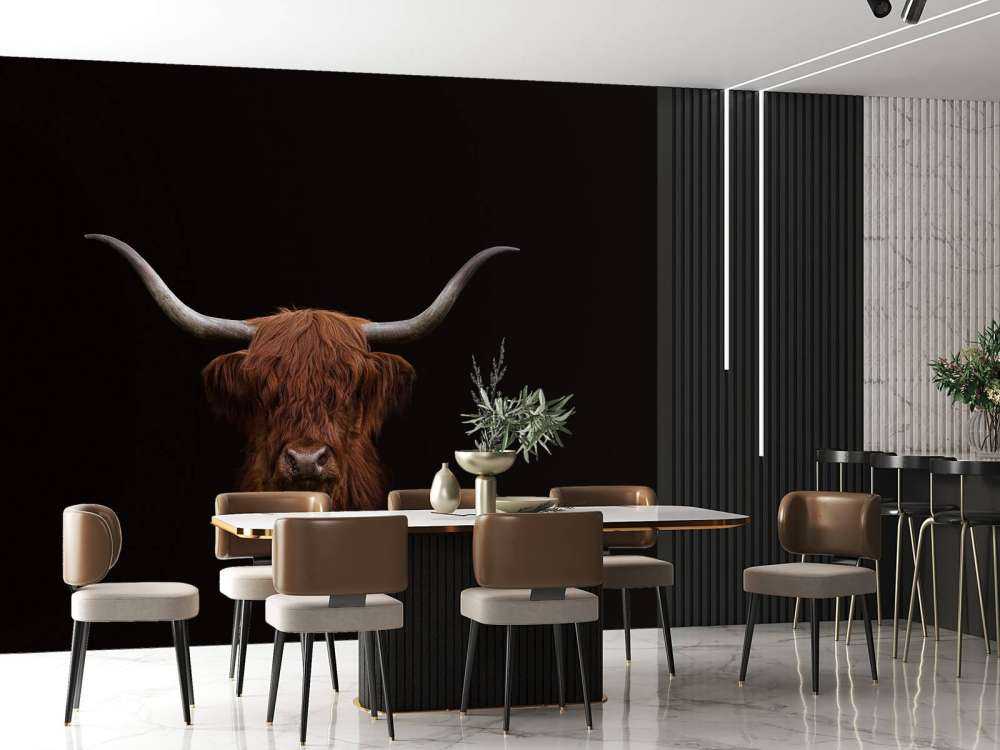 Schotse hooglander op donkere achtergrond