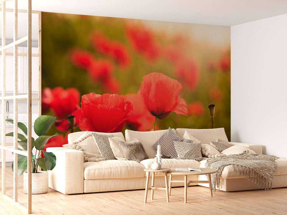 Klaprozen bij zonsopkomst