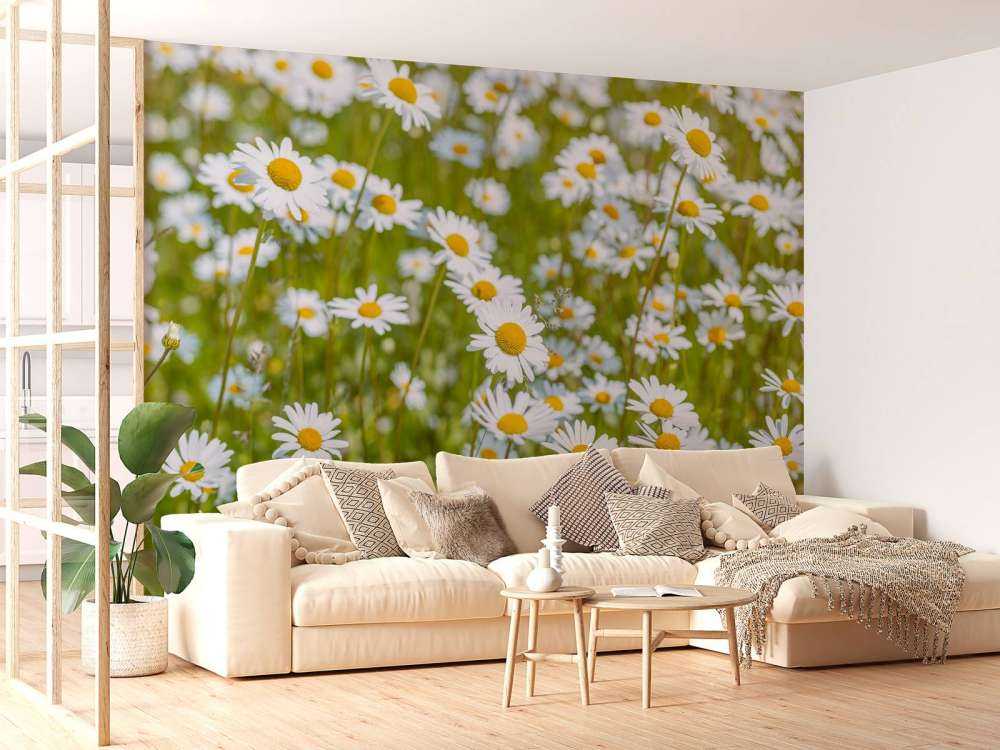 Madeliefjes in een veld