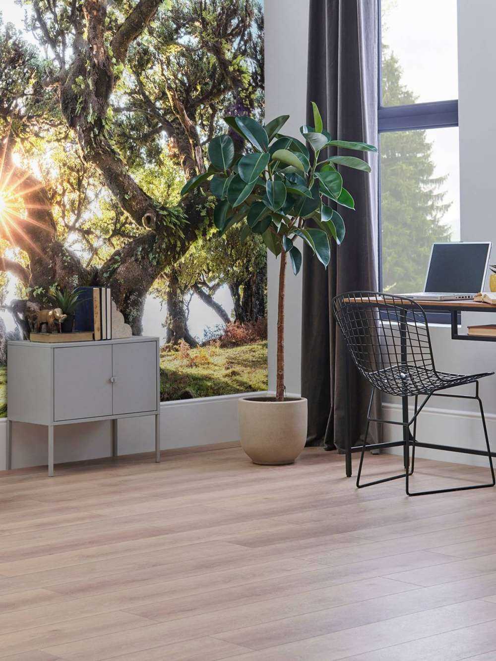 Zonlicht door oeroude boomkronen