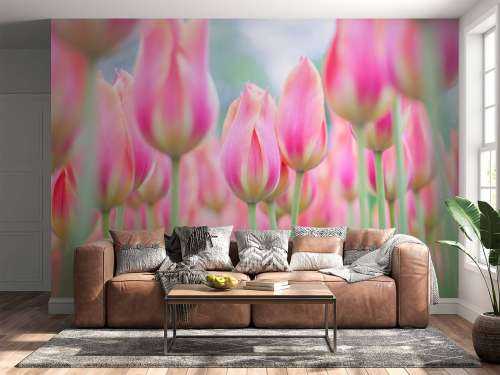 Close-up roze tulpen